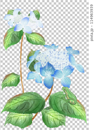 一隻青蛙盯著藍山繡球花葉上的花的插圖 一隻青蛙盯著藍山繡球花葉上的花的插圖 114963939
