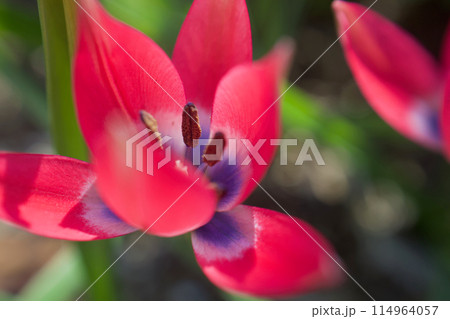 原種チューリップ「リトルビューティー」の開花。花言葉は「真面目な恋」、陽の光に透き通る。 原種チューリップ「リトルビューティー」の開花。花言葉は「真面目な恋」、陽の光に透き通る。 114964057