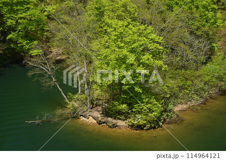 植物たちの季節 114964121