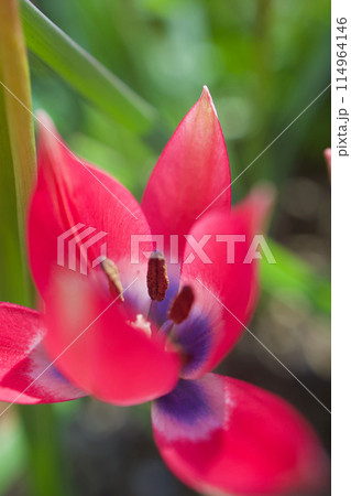 原種チューリップ「リトルビューティー」の開花。花言葉は「真面目な恋」、陽の光に透き通る。 原種チューリップ「リトルビューティー」の開花。花言葉は「真面目な恋」、陽の光に透き通る。 114964146