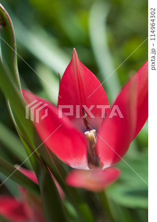 原種チューリップ「リトルビューティー」の開花。花言葉は「真面目な恋」、陽の光に透き通る。 原種チューリップ「リトルビューティー」の開花。花言葉は「真面目な恋」、陽の光に透き通る。 114964302