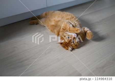 Cute ginger cat lying on the floor 114964310