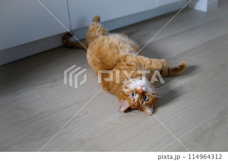 Cute ginger cat lying on the floor and looking at camera 114964312