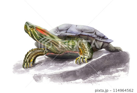 watercolor drawing of an animal - sea turtle, aquatic 114964562