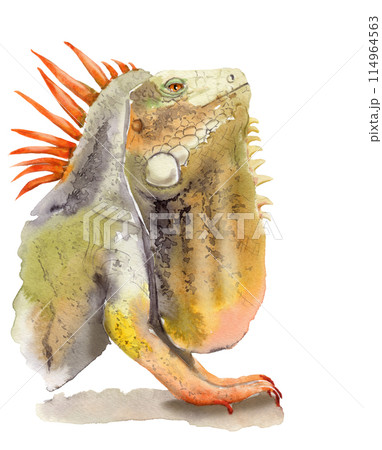 watercolor drawing of animal - color iguana, sketch 114964563