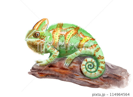 watercolor drawing of animal - colored chameleon on a branch watercolor drawing of animal - colored chameleon on a branch 114964564