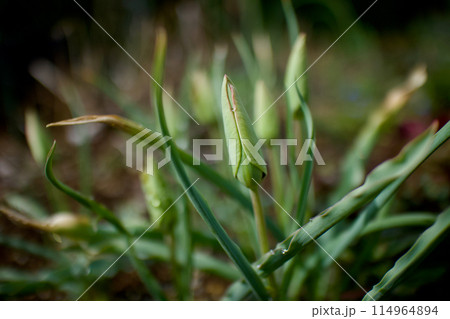 原種チューリップ「クルシアナ・アニカ」の蕾。開花を待つ。 原種チューリップ「クルシアナ・アニカ」の蕾。開花を待つ。 114964894