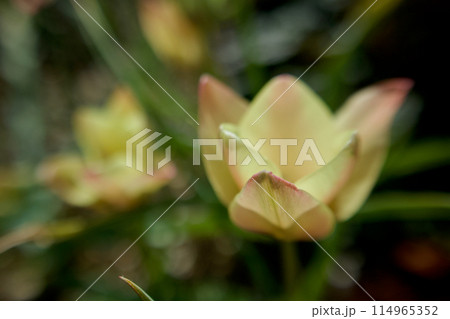 原種チューリップ「クルシアナ・アニカ」の花開く。淡い黄に淡い赤で林檎色。 原種チューリップ「クルシアナ・アニカ」の花開く。淡い黄に淡い赤で林檎色。 114965352