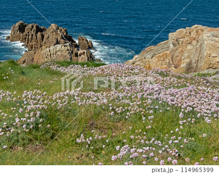 Armeria pubigera flowering plant in the family Plumbaginaceae. 114965399