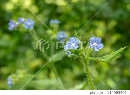 Pentaglottis sempervirens,green alkanet or evergreen bugloss flowering plant 114965401