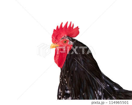 Black and white speckled rooster with red comb isolated on white 114965501