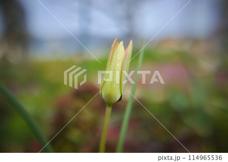 原種チューリップ「クルシアナ・アニカ」の花開く。淡い黄に淡い赤で林檎色。 原種チューリップ「クルシアナ・アニカ」の花開く。淡い黄に淡い赤で林檎色。 114965536