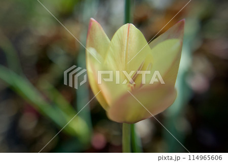 原種チューリップ「クルシアナ・アニカ」の花開く。淡い黄に淡い赤で林檎色。 原種チューリップ「クルシアナ・アニカ」の花開く。淡い黄に淡い赤で林檎色。 114965606