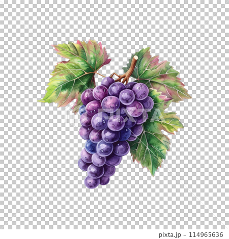 Purple grapes with green leaves on white background. Watercolor illustration. Ai generated. 114965636