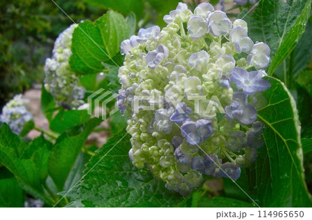 雨に濡れる紫陽花 114965650