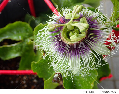 トケイソウの花(人工授粉後) トケイソウの花(人工授粉後) 114965755