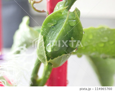トケイソウの蕾(家庭菜園、5月) 114965760