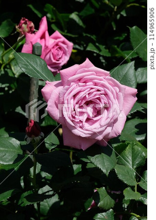 満開のバラ「ブルーパフューム」 114965906