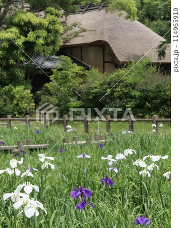 福岡県 宮地嶽神社の花しょうぶ 福岡県 宮地嶽神社の花しょうぶ 114965910