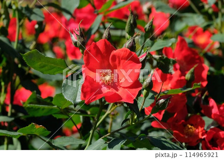 朱色のバラ　「サラバンド」 114965921