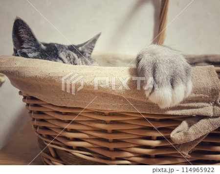 バスケットに入っている猫 114965922