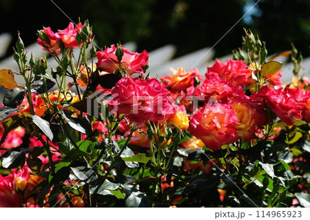 満開のバラ 「チャールストン」 満開のバラ 「チャールストン」 114965923