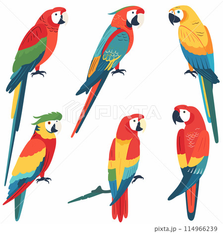 Five colorful parrots illustrated various poses perched looking around. Brightly colored feathers red, blue, yellow, green, representing tropical birds, macaws parakeets. Cartoon style drawing Five colorful parrots illustrated various poses perched looking around. Brightly colored feathers red, blue, yellow, green, representing tropical birds, macaws parakeets. Cartoon style drawing 114966239