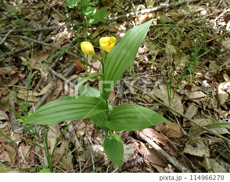 キンラン（男鹿市寒風山・5/26） 114966270