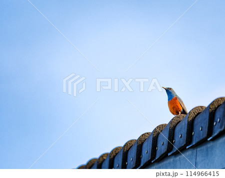 【奈良県／生駒市】瓦の上で空を見つめるイソヒヨドリさん 114966415