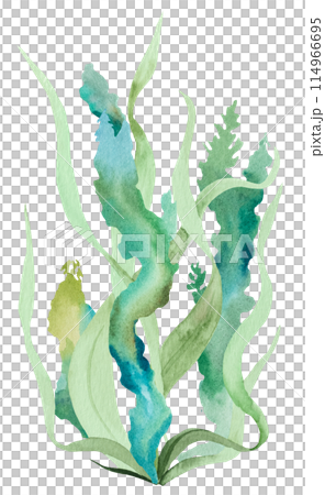 Green Watercolor seaweeds Illustration, isolated element for beach wedding design Green Watercolor seaweeds Illustration, isolated element for beach wedding design 114966695