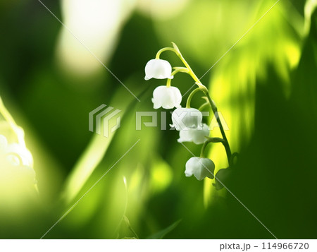 木漏れ日を受けて咲くスズランの花 114966720