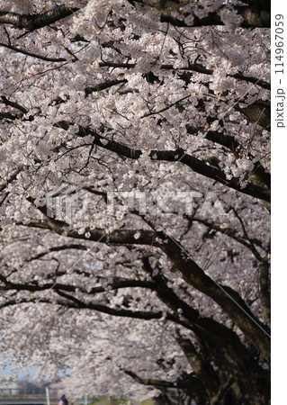 満開の川沿いの桜並木 満開の川沿いの桜並木 114967059