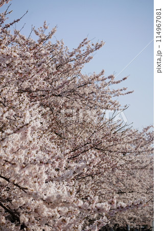 満開の川沿いの桜並木 114967081