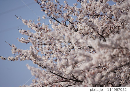 満開の川沿いの桜並木 114967082