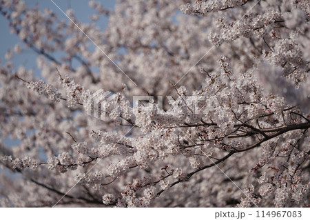 満開の川沿いの桜並木 114967083