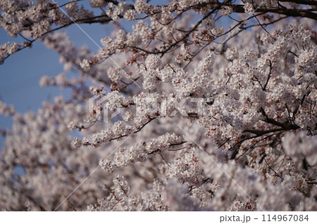 満開の川沿いの桜並木 114967084