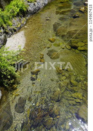 新緑に映えるニジマス泳ぐ渓谷の清流 新緑に映えるニジマス泳ぐ渓谷の清流 114967418