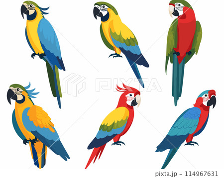 Colorful parrots vector illustration, showing different species perch. Exotic birds vibrant plumage, tropical wildlife graphics. Cartoon parrots, blue, yellow, red, green feathers, detailed beaks 114967631