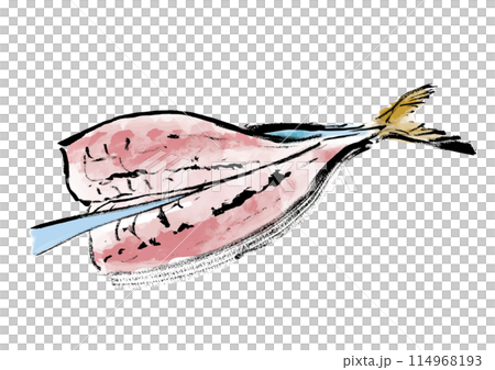 正在處理的魚（鯖魚）的日式手寫插圖 114968193