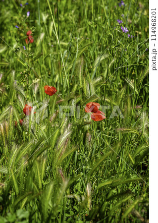 Wild poppies among meadow ears, cereals, summe 114968201