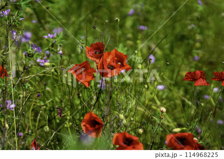Poppies among other wild flowers. Natural summer background 114968225
