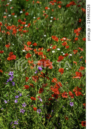 Poppies flowers in nature, summer morning 114968226