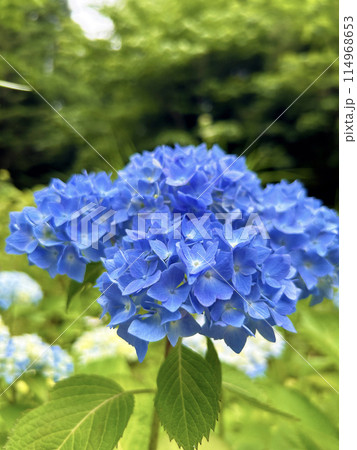 青色の紫陽花 114968653