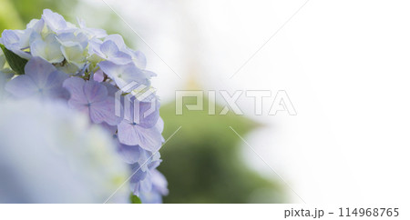 ピンク色に染まる紫陽花 可愛い紫陽花 ピンク色に染まる紫陽花 可愛い紫陽花 114968765