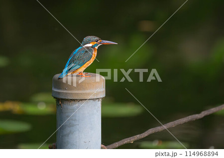 カワセミ 114968894