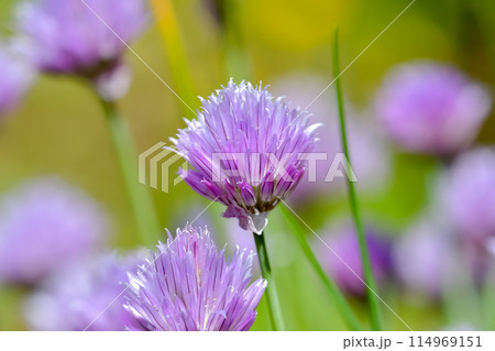 チャイブ 114969151