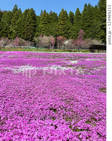 芝桜のある風景 114969211