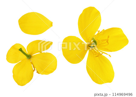 Celandine flower isolated on white background. Top view. Flat lay 114969496