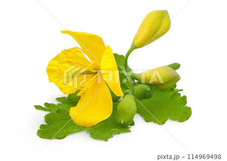 Celandine flower isolated on white background 114969498
