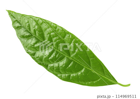 Leaf of avocado isolated on white background. Top view. Flat lay Leaf of avocado isolated on white background. Top view. Flat lay 114969511